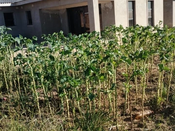 Stands & Residential Land