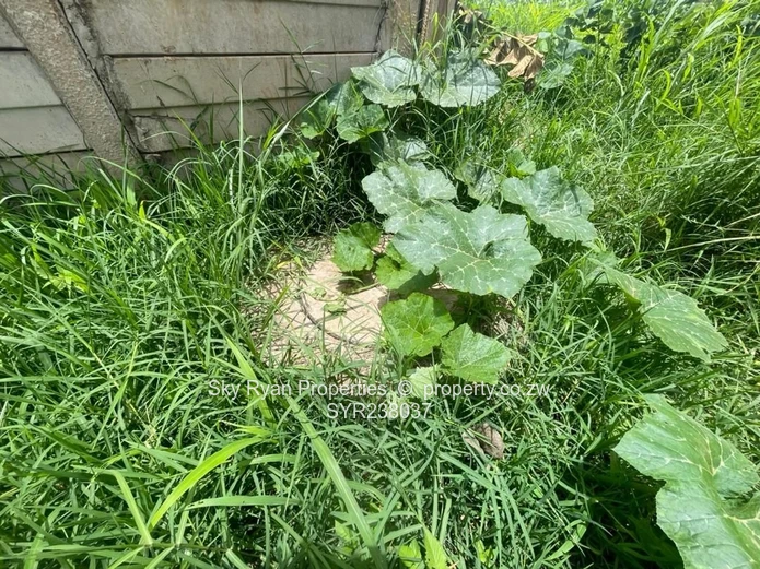 Westgate Area D Stand For Sale