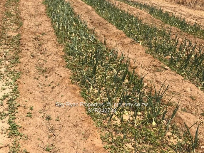 Chegutu Drummond Farm For Sale