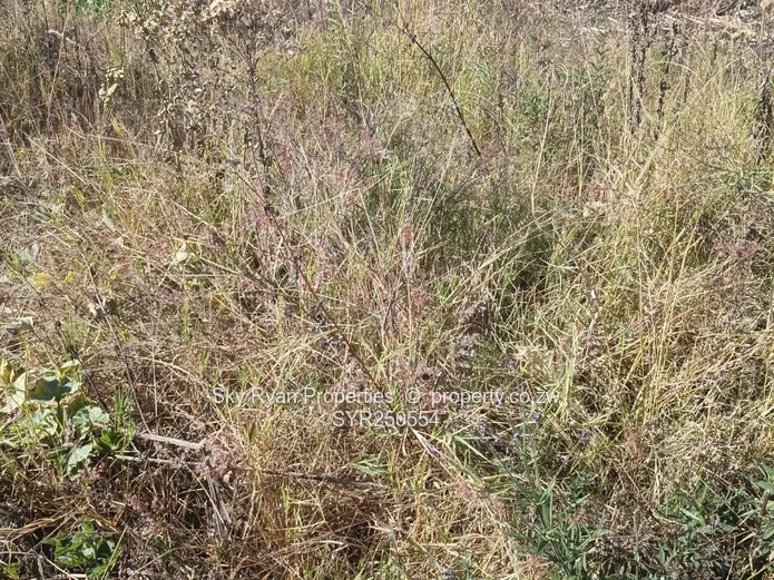 Stand For Sale – Chipukutu