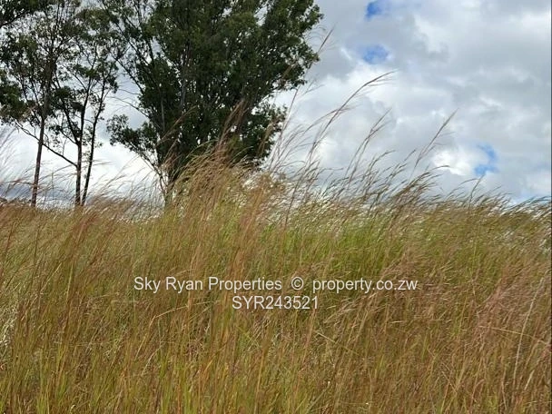 Cowfold Gweru Shopping Centre Stand For Sale