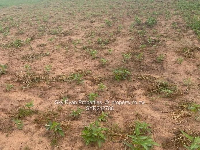 Chegutu Drummond Farm For Sale