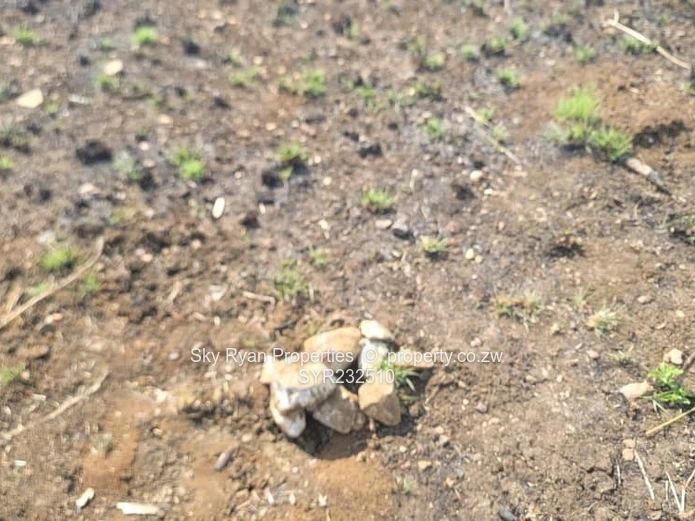 Daylesford, Gweru Stands For Sale