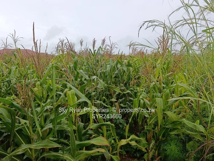 Mt Pleasant Heights Stand  For Sale