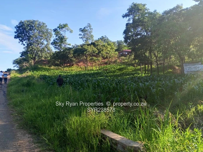 Carrick Creagh Stands  For Sale