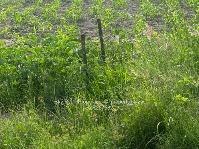 Msasa Park Chardcombe for sale 