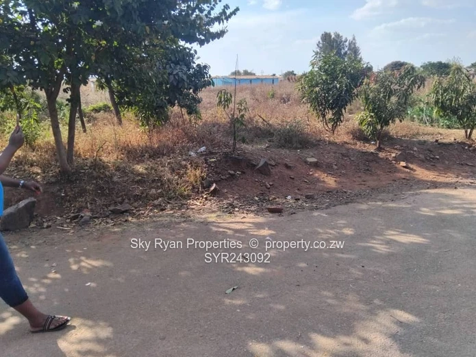 Glaudina Commercial Stand For Sale