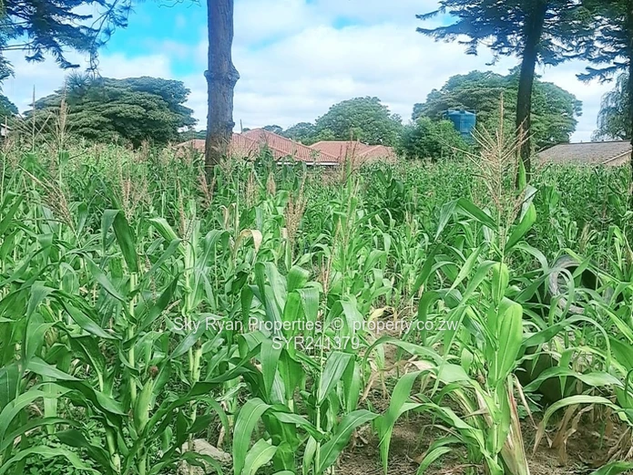 Greendale Stand For Sale 