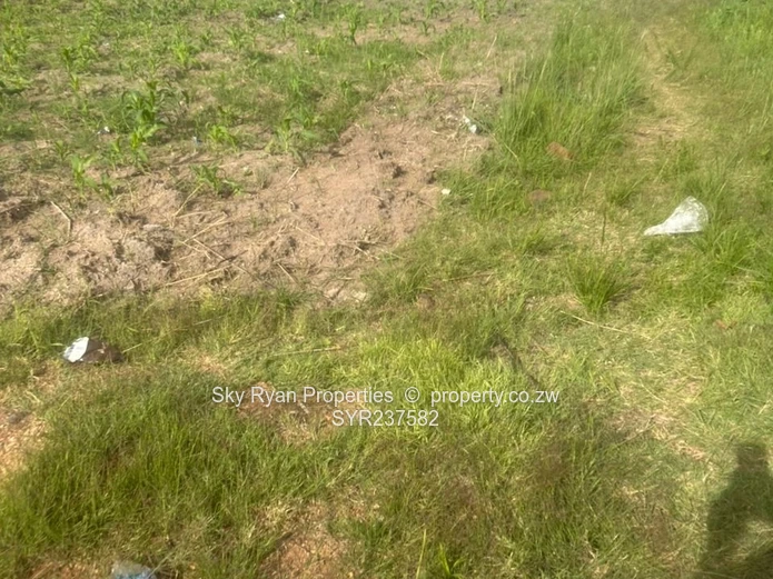 Msasa Park Chardcombe for sale 