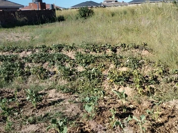 Stands & Residential Land