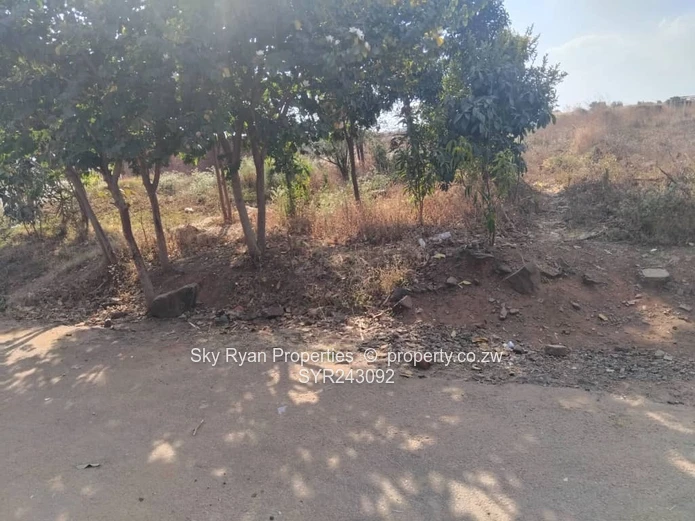 Glaudina Commercial Stand For Sale