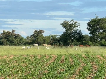 Farm & Agricultural Land