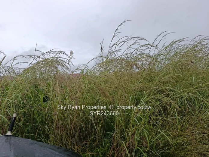 Mt Pleasant Heights Stand  For Sale