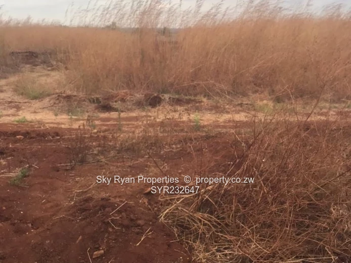 Pomona Nyeredzi Ridge Stands For Sale 