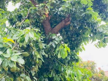 Stands & Residential Land