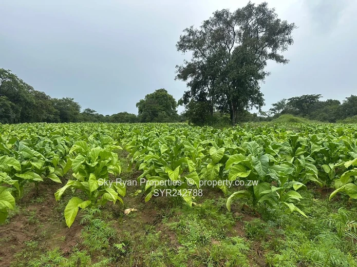 Chegutu Drummond Farm For Sale