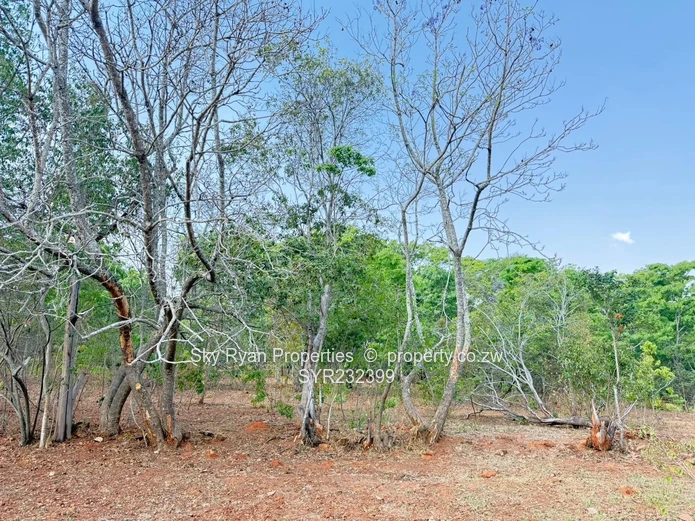 Borrowdale Luna Stand For Sale